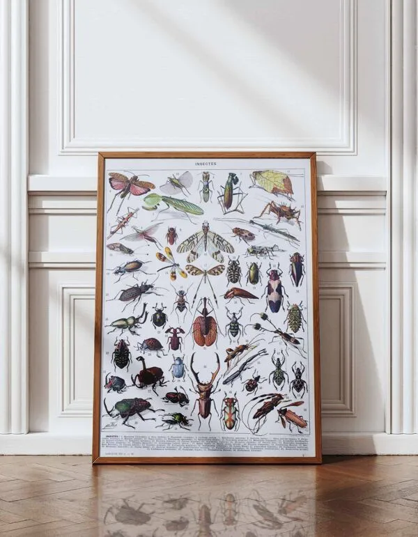 Illustration numéro 2 du produit Planche originale de 1930: les insectes, l'art du détail scientifique