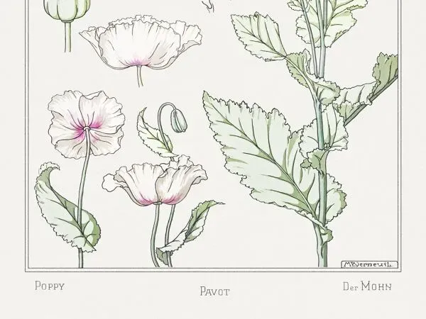 Illustration numéro 2 du produit Affiche “Pavot”, d’après une lithographie art nouveau de 1897