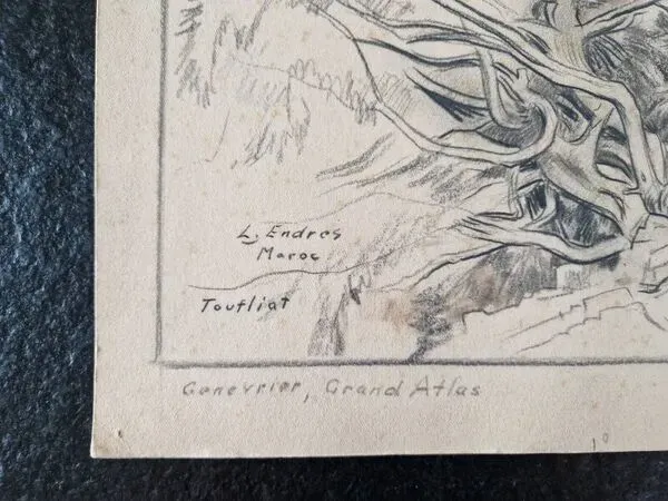 Illustration numéro 2 du produit Louis John Endres (1896-1989) - Dessin au fusain sur papier - Genevrier  Toutliat, Grand Atlas Maroc