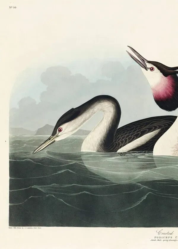 Illustration numéro 2 du produit Affiche sur le Grèbe huppé, d’après une gravure ancienne de 1827.