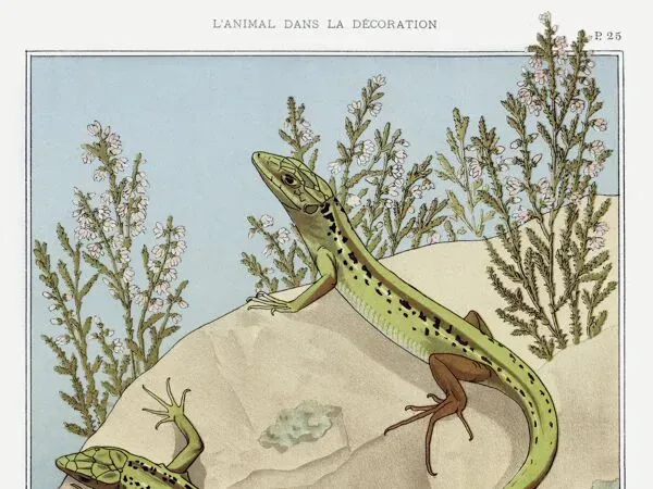Illustration numéro 2 du produit Affiche “Lézard”, d’après une lithographie art nouveau de 1897