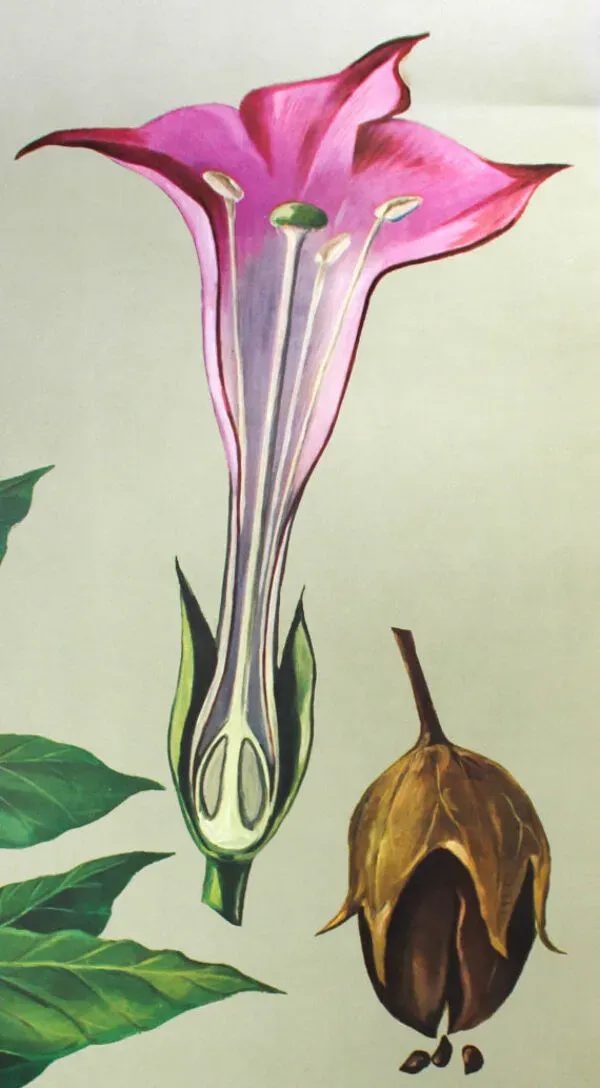 Illustration numéro 2 du produit Affiche murale de l’école de Jung-Koch-Quentell ''tabac'' 1972