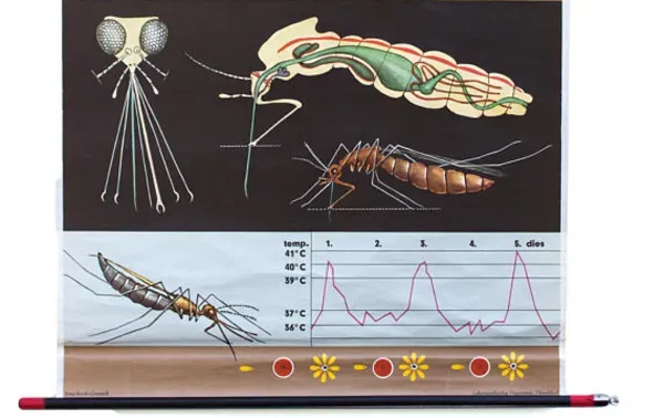 Illustration numéro 2 du produit Affiche de l’école de Jung-Koch-Quentell, moustique, 1959