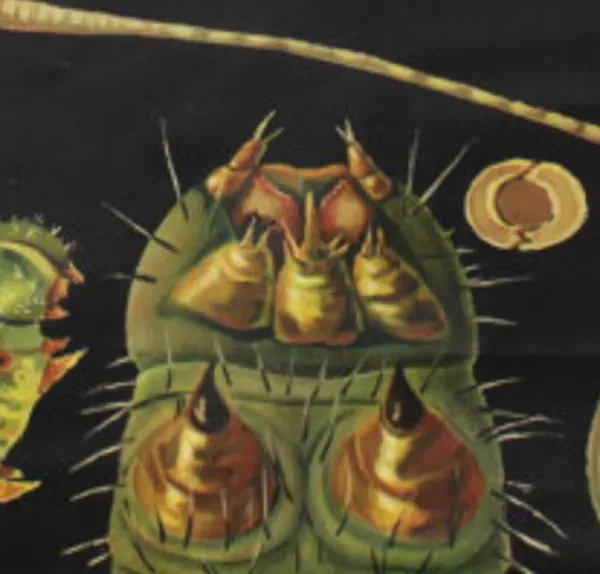 Illustration numéro 2 du produit Affiche murale de l’école de Jung-Koch-Quentell ''papillon'' 1958