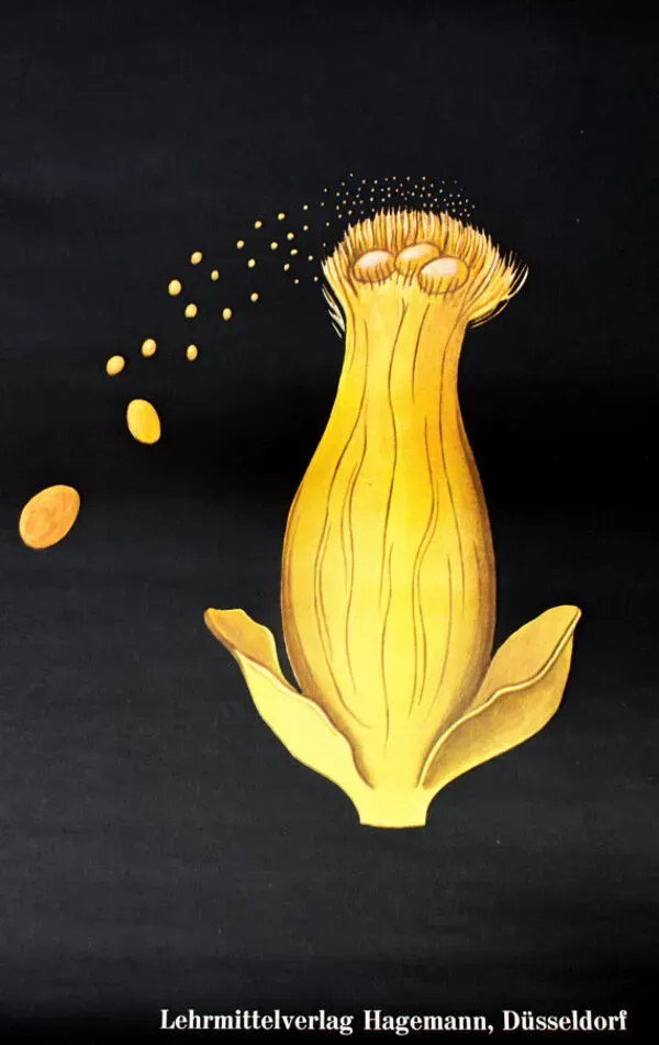 Illustration numéro 2 du produit Affiche murale de l’école de Jung-Koch-Quentell ''parasite du grain'' 1972