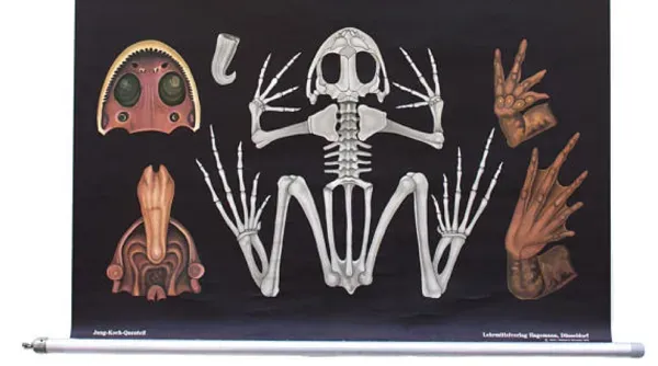 Illustration numéro 2 du produit Affiche de l’école de Jung-Koch-Quentell, grenouille, 1974