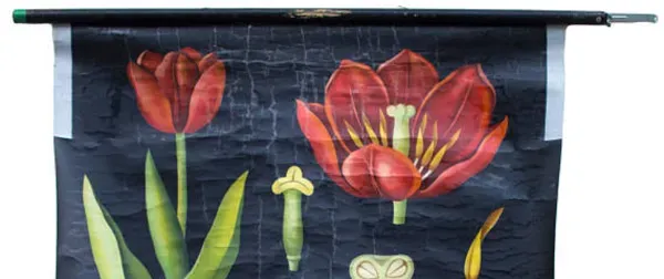 Illustration numéro 2 du produit Affiche de l’école de Jung-Koch-Quentell, tulipe, 1970