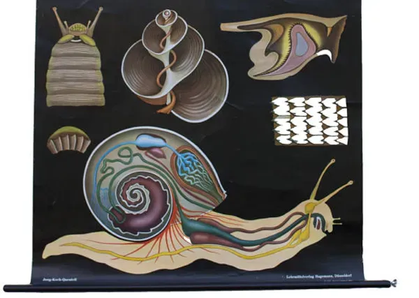 Illustration numéro 2 du produit Affiche de l’école de Jung-Koch-Quentell, limace, 1959