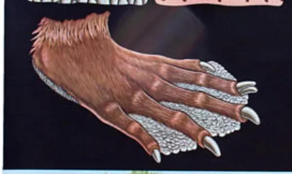 Illustration numéro 2 du produit Affiche murale de l’école de Jung-Koch-Quentell  ''castor'' 1972