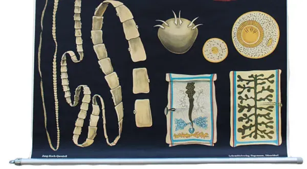 Illustration numéro 2 du produit Affiche de l’école par Jung-Koch-Quentell, vermes, protozoaires, 1969