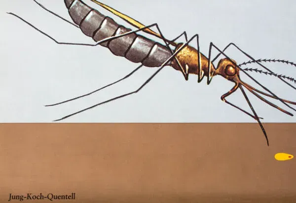 Illustration numéro 2 du produit Affiche murale de l’école de Jung-Koch-Quentell ''moustique'' 1972