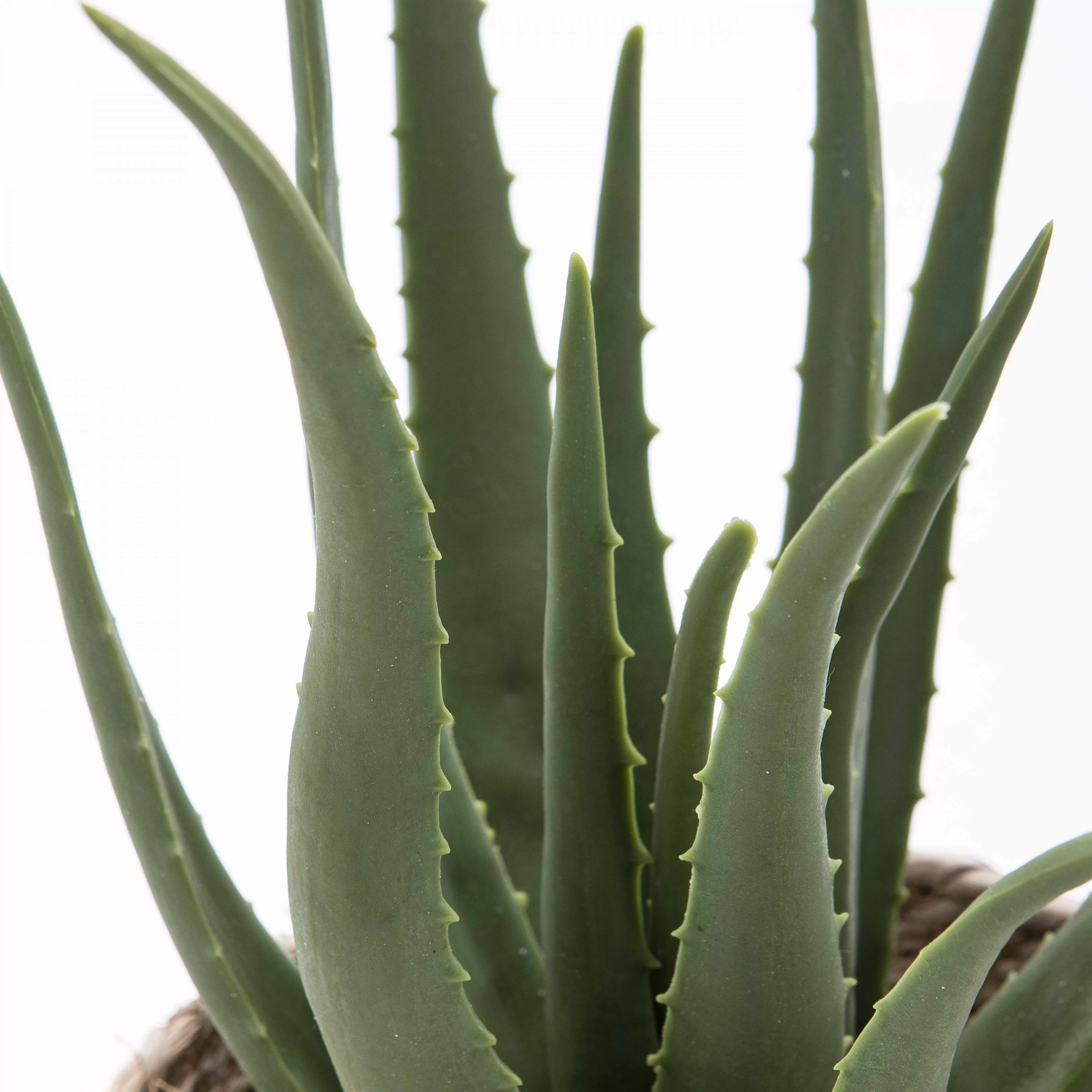 Illustration numéro 3 du produit Plante artificielle avec pot Aloe Vera, hauteur 43 cm vert