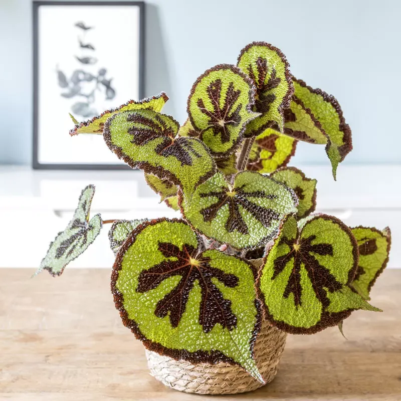 Illustration numéro 3 du produit Bégonia croix de fer sans cache-pot