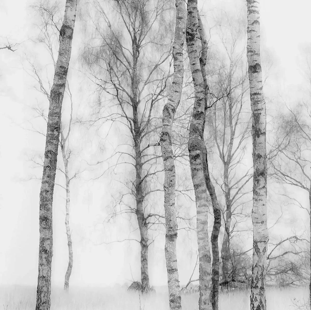 Illustration numéro 3 du produit Tableau bouleaux en monochrome toile imprimée 120x80 cm