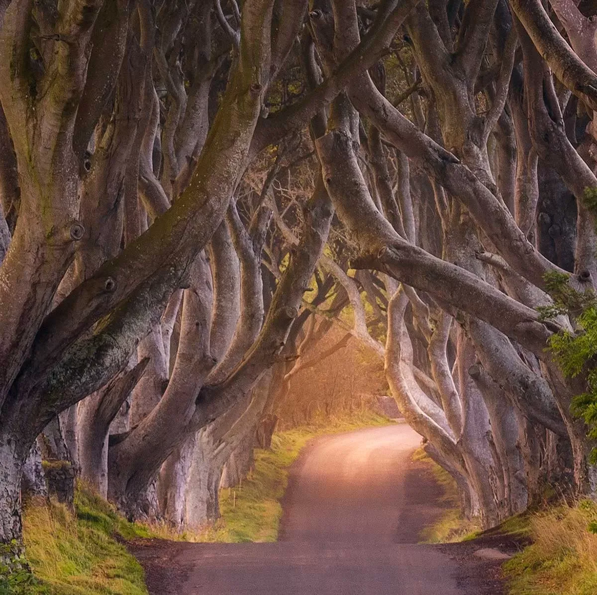 Illustration numéro 3 du produit Tableau nature arbres enchanteurs toile imprimée 120x80 cm