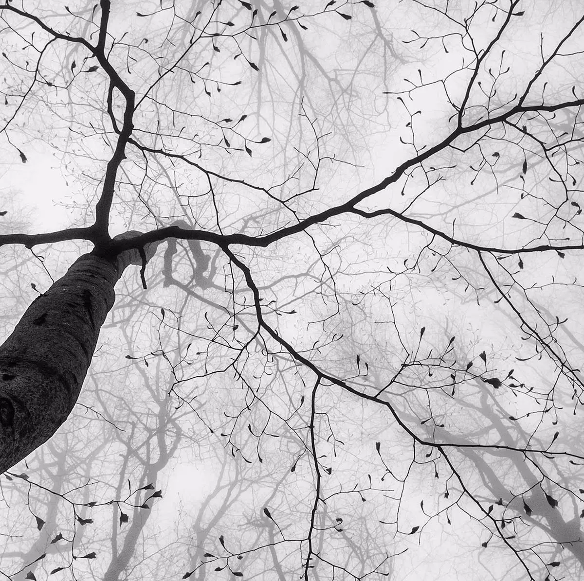 Illustration numéro 3 du produit Tableau nature canopée imprimé sur toile 90x60 cm