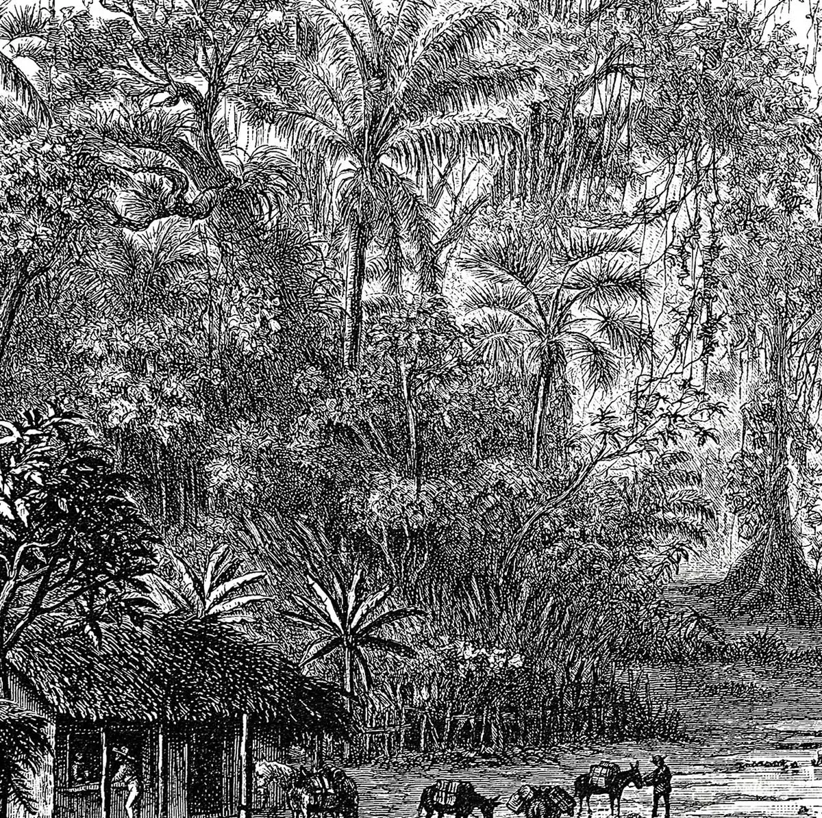 Illustration numéro 3 du produit Tableau gravure forêt de mangroves toile imprimée 120x80 cm