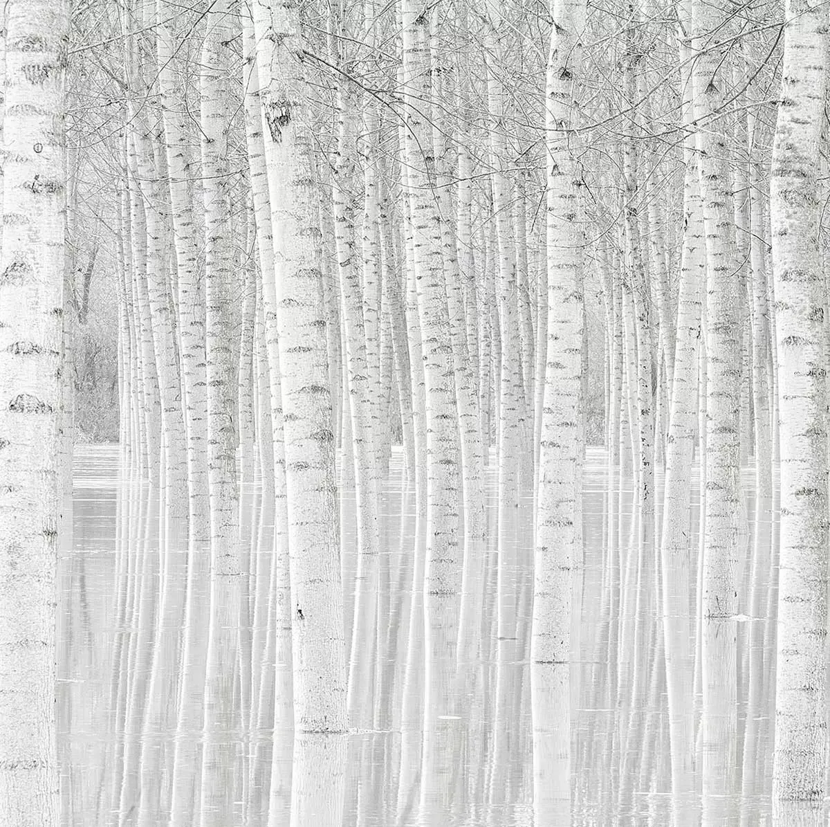 Illustration numéro 3 du produit Tableau nature perspective trees toile imprimée 120x80 cm