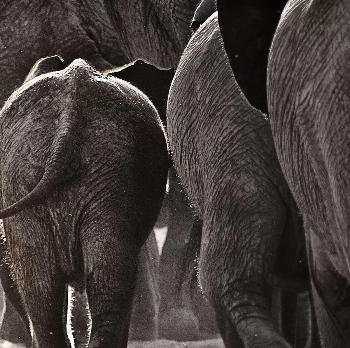 Illustration numéro 3 du produit Tableau animaux cap Afrique toile imprimée 120x80 cm