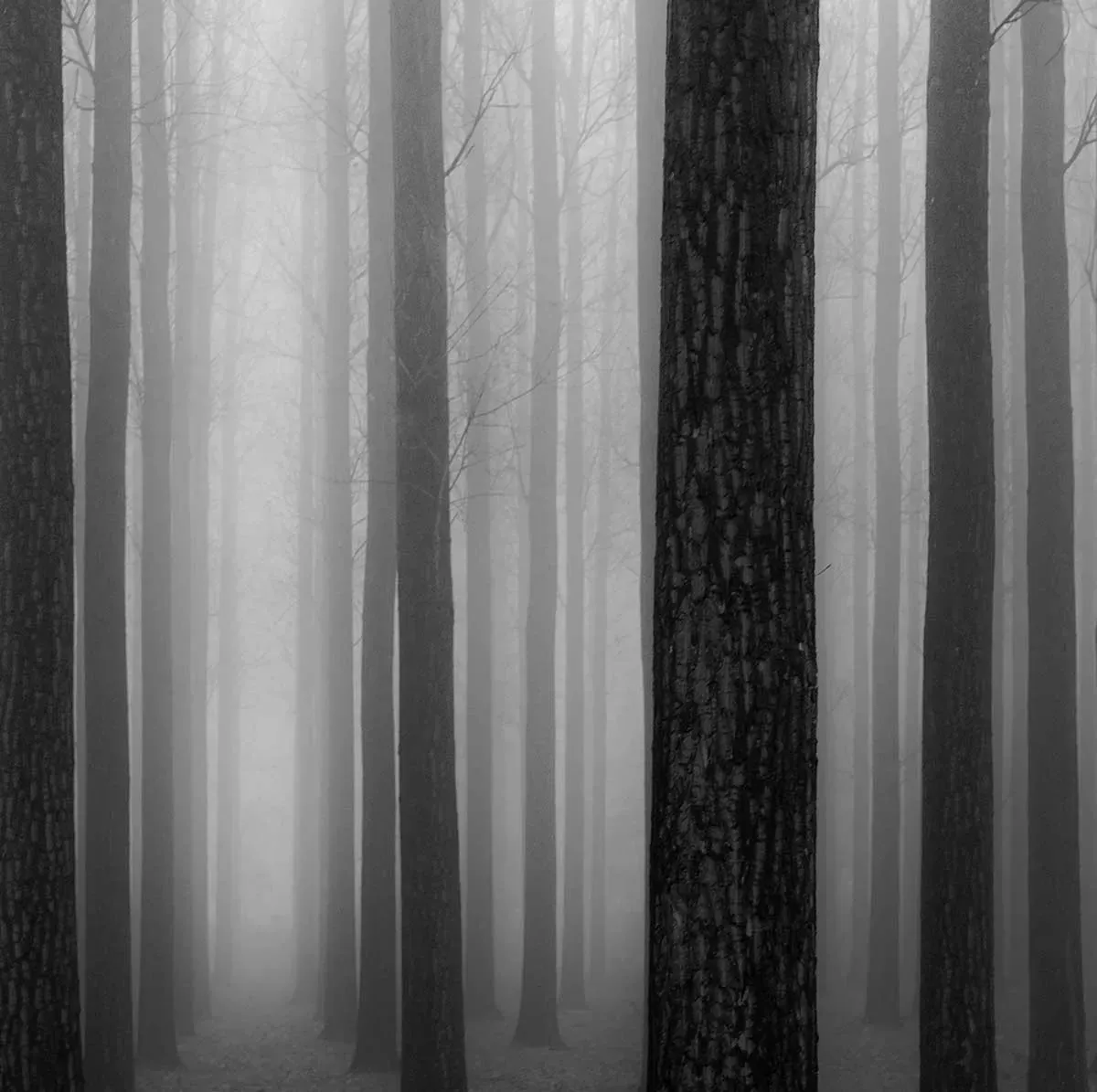 Illustration numéro 3 du produit Tableau nature foggy weather toile imprimée 120x80 cm