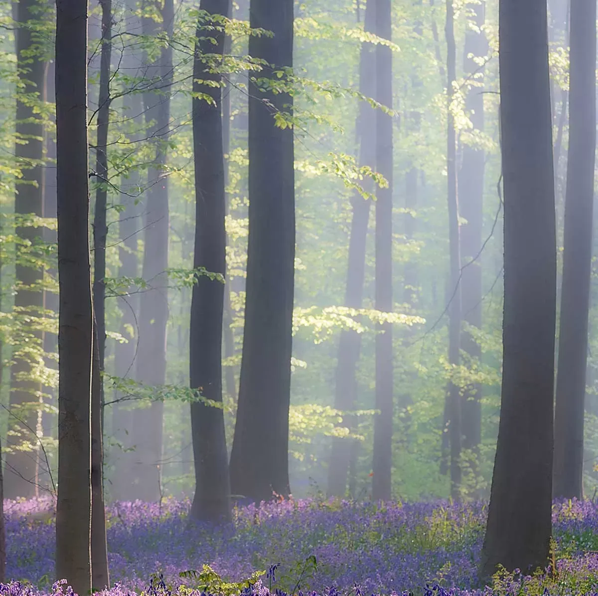 Illustration numéro 3 du produit Tableau nature jacinthes et sous-bois toile imprimée 120x80 cm
