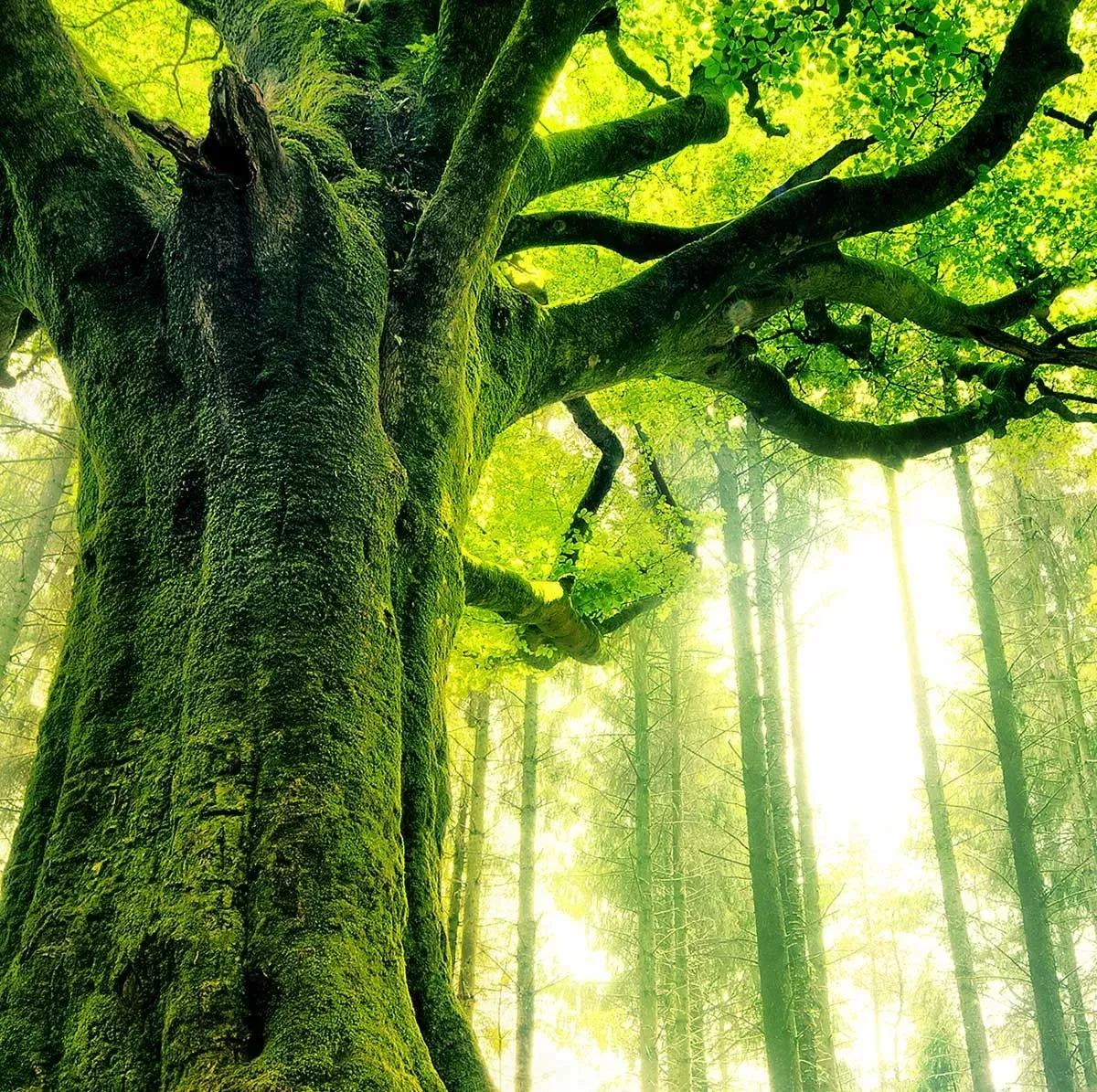 Illustration numéro 3 du produit Tableau nature l 'hêtre de ponthus imprimé sur toile 90x60 cm