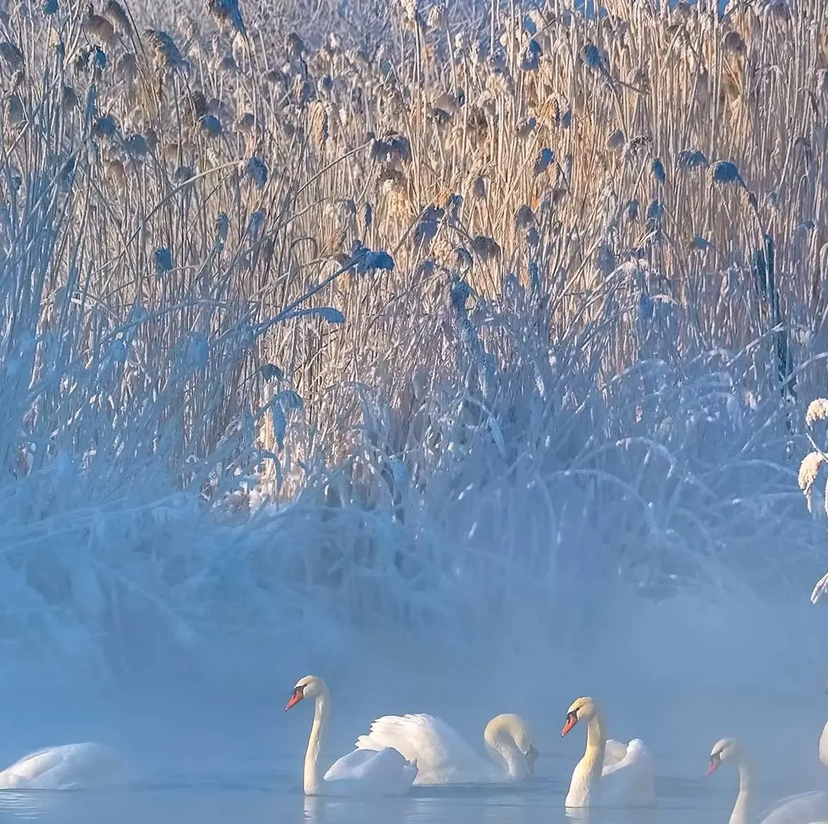 Illustration numéro 3 du produit Tableau cygnes dans le givre matinal toile imprimée 120x80 cm
