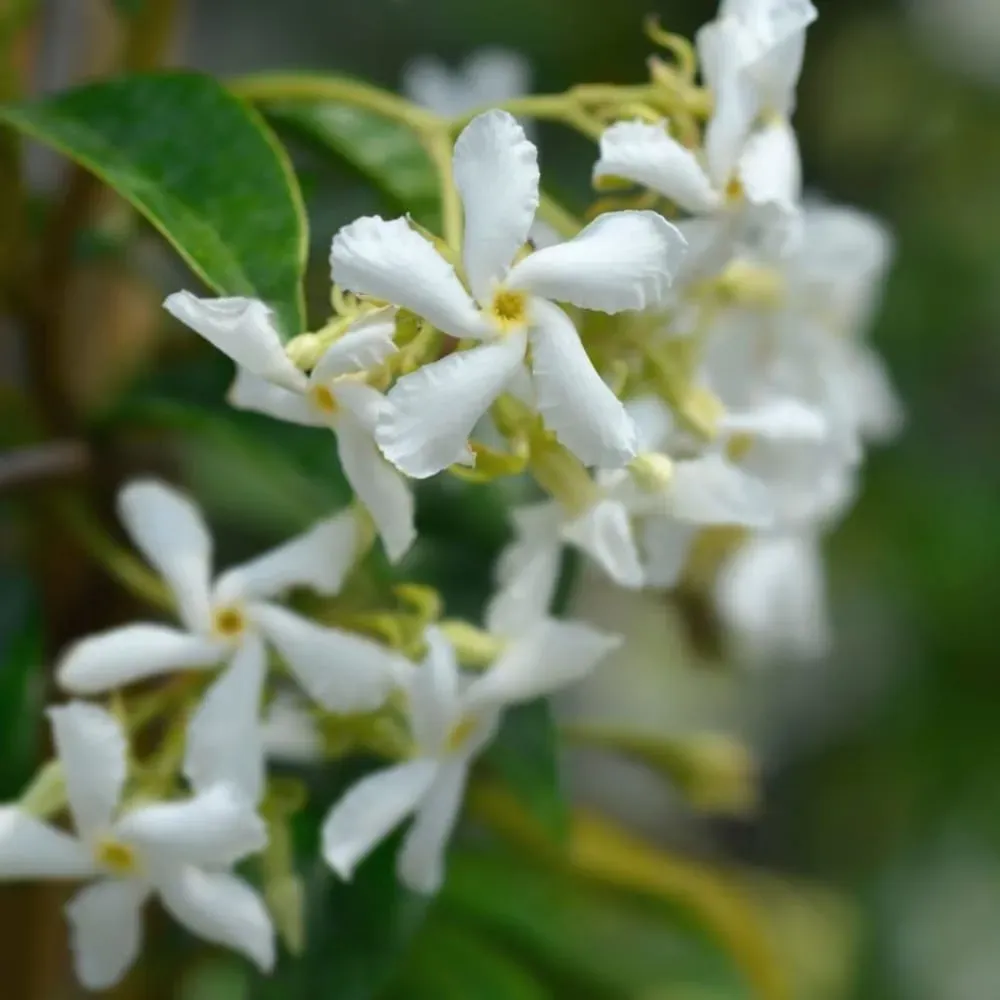 Illustration numéro 3 du produit Bougie parfumée jasmin