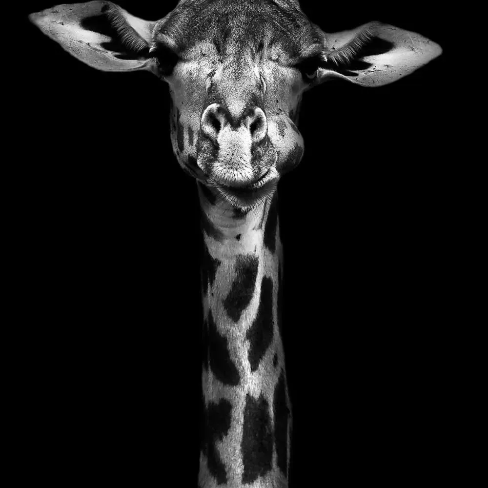 Illustration numéro 3 du produit Affiche girafe haute en portrait avec cadre noir 20x30 cm