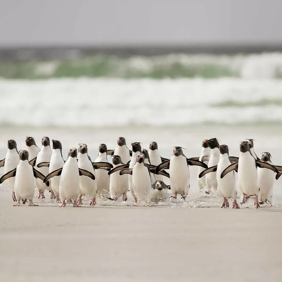 Illustration numéro 3 du produit Tableau animaux pingouins imprimé sur toile 90x60 cm