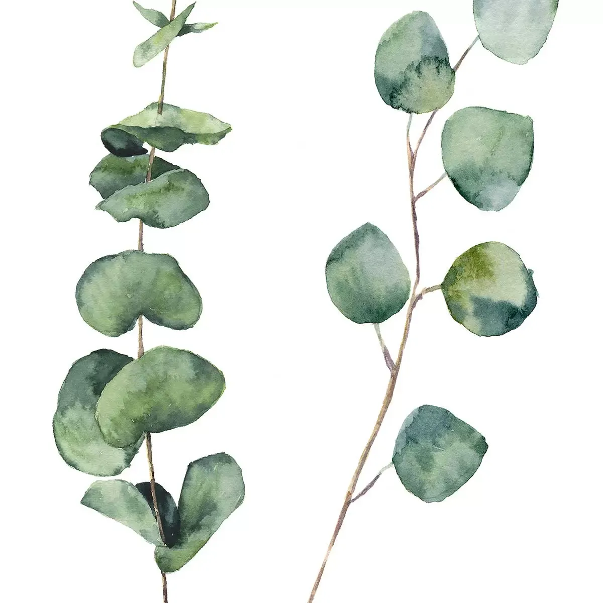 Illustration numéro 3 du produit Tableau nature feuille d' eucalyptus imprimé sur toile 60x90 cm