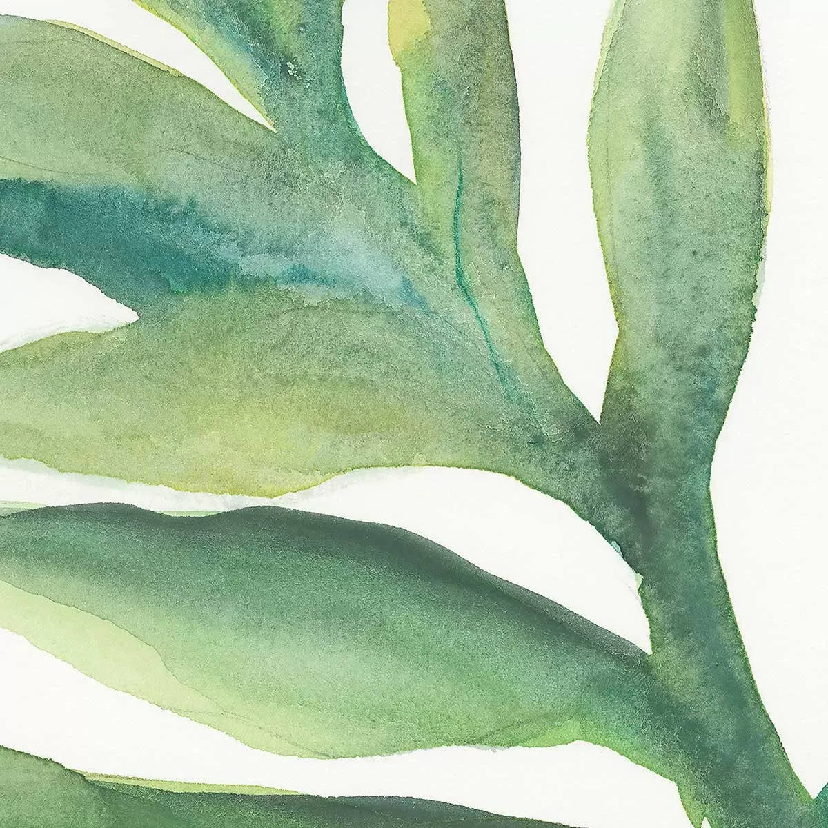 Illustration numéro 3 du produit Tableau plante aloe watercolor imprimé sur toile 50x50 cm