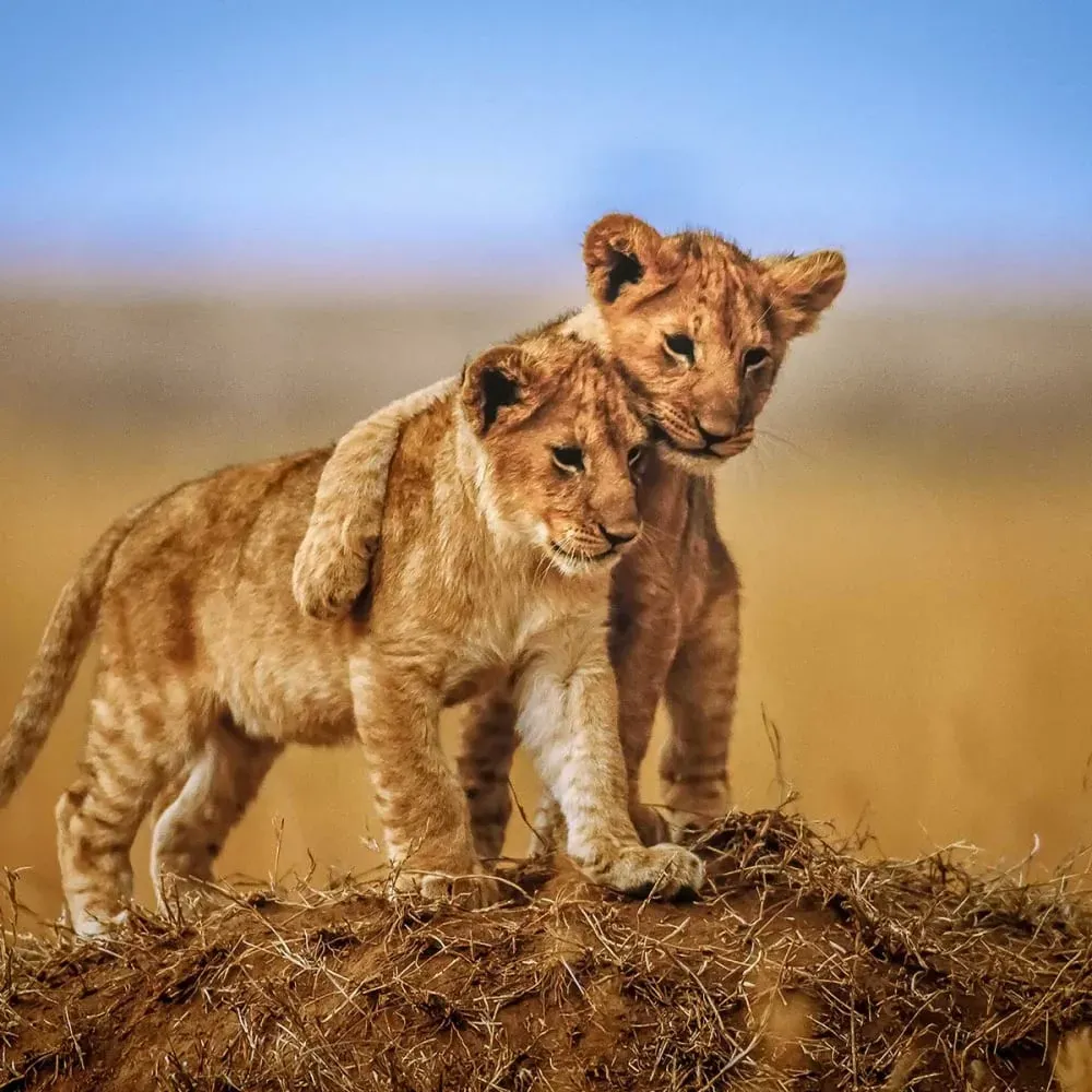 Illustration numéro 3 du produit Affiche animaux brothers for the life avec cadre noir 60x40 cm