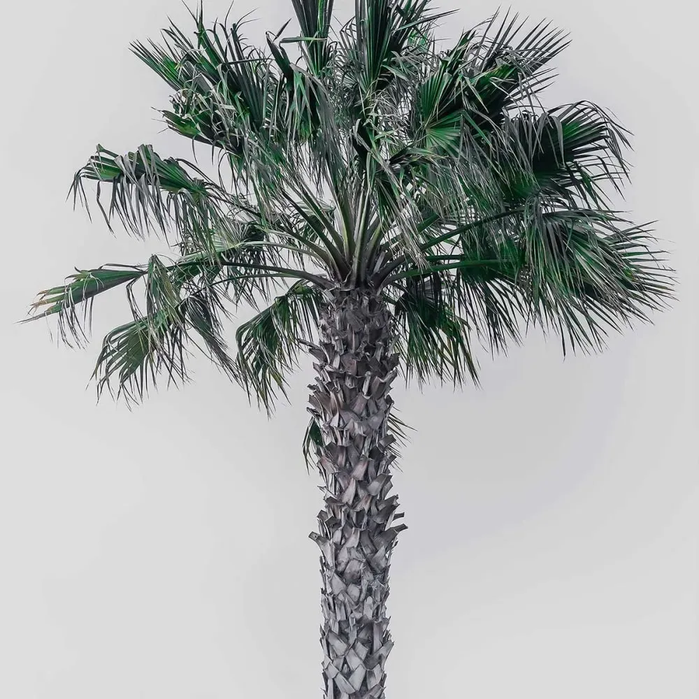 Illustration numéro 3 du produit Affiche coconut palm avec cadre noir 60x90 cm