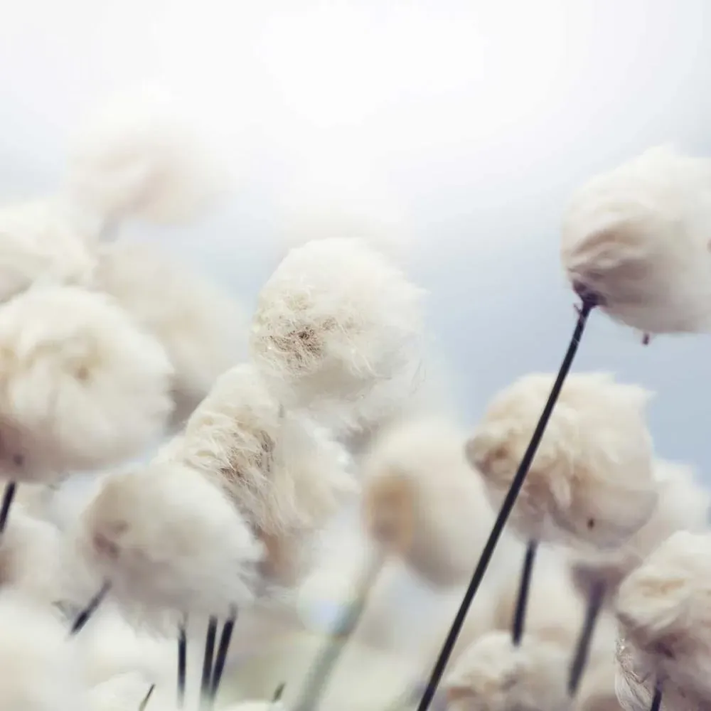 Illustration numéro 3 du produit Affiche fleurs de coton au vent avec cadre noir 60x40 cm