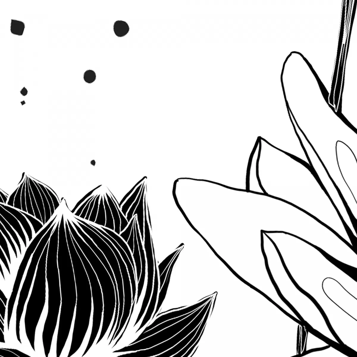 Illustration numéro 3 du produit Papier peint panoramique nympheas noir et blanc 255x250cm