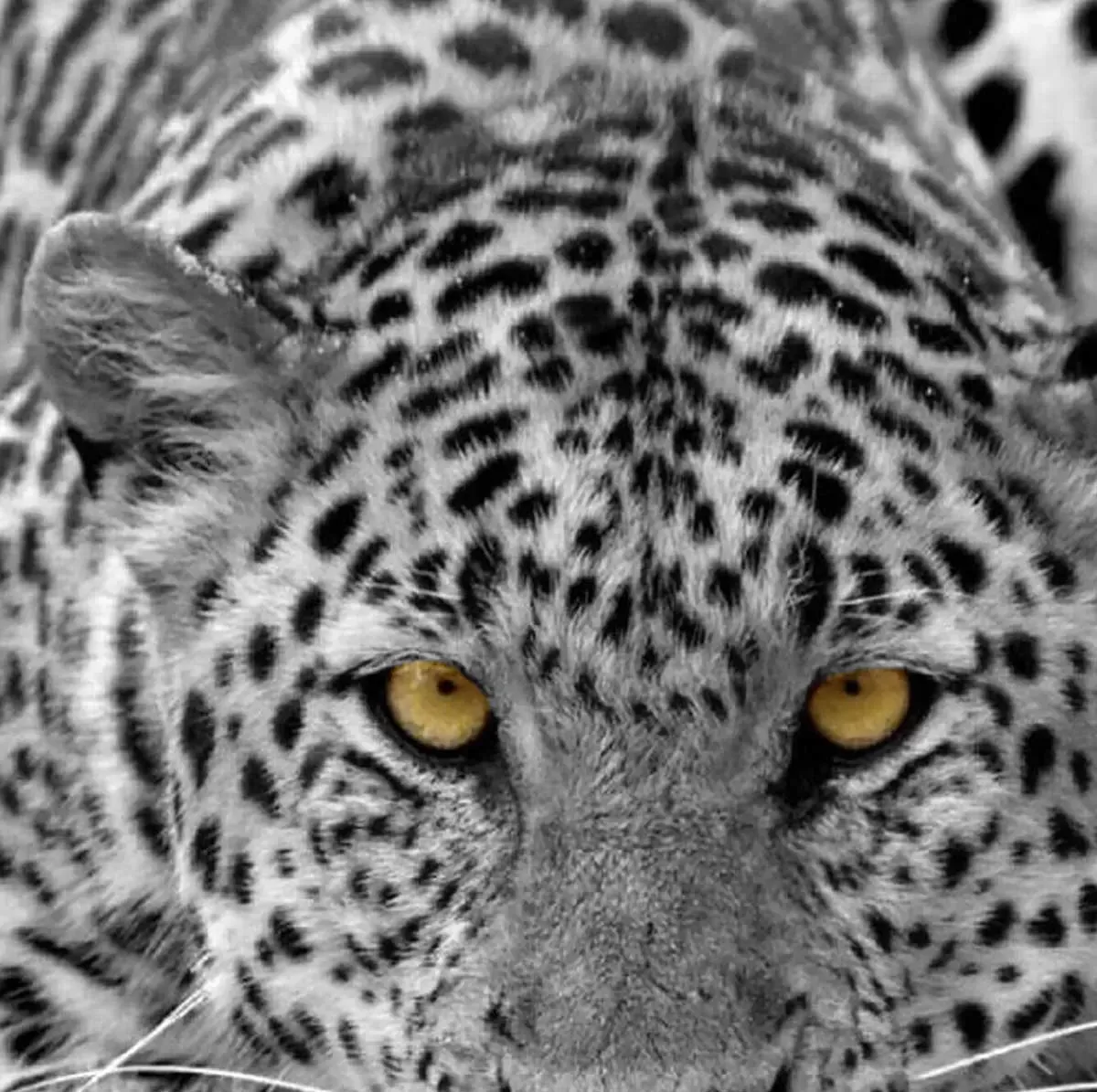 Illustration numéro 3 du produit Tableau leopard noir et blanc toile imprimée 120x80 cm