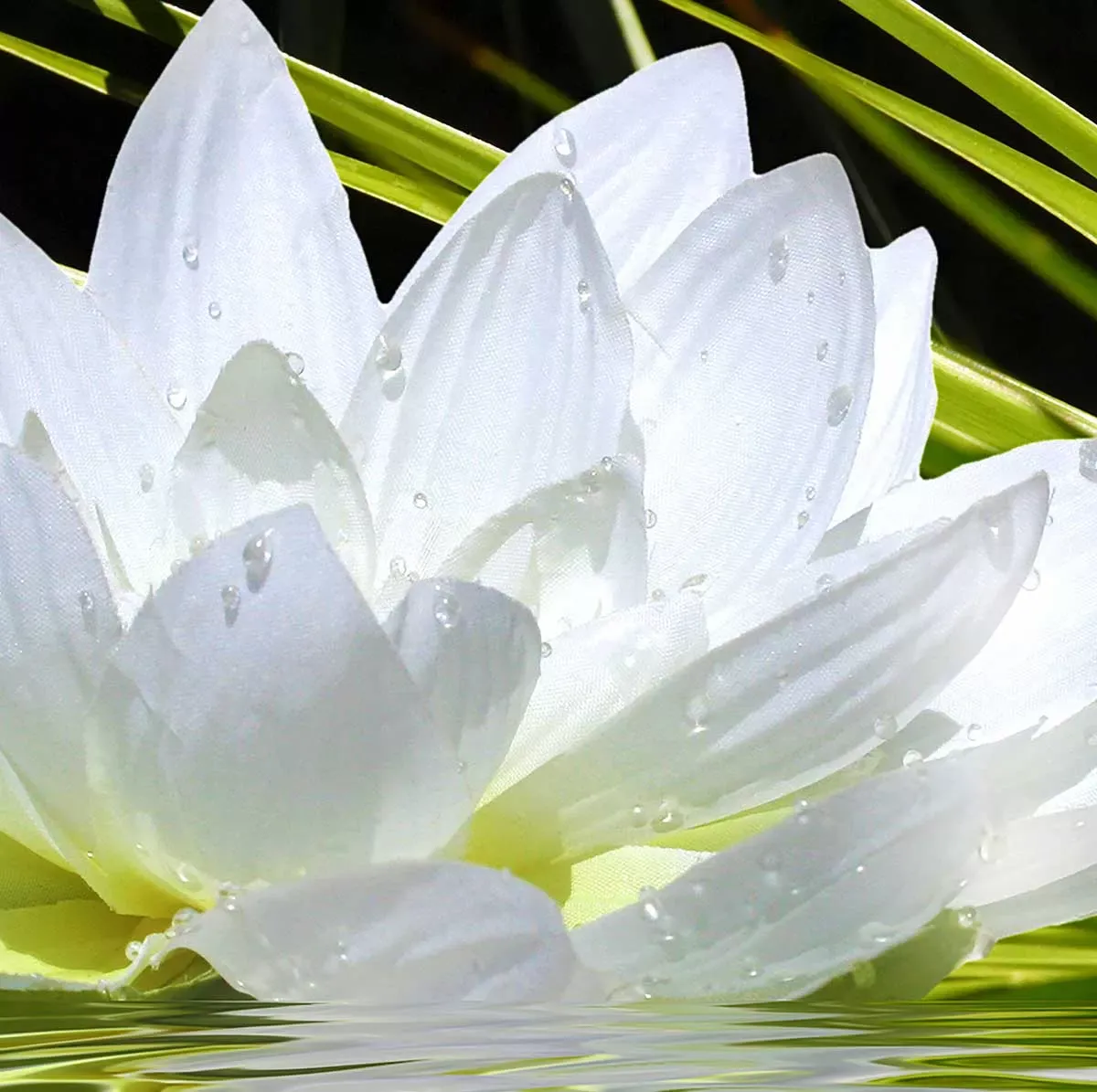 Illustration numéro 3 du produit Tableau fleur de lotus et galets toile imprimée 120x80 cm