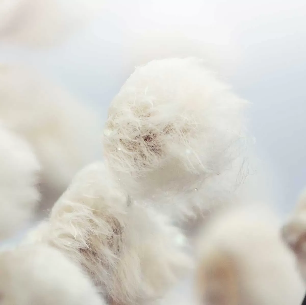 Illustration numéro 3 du produit Tableau fleurs de coton au vent toile imprimée 120x80 cm