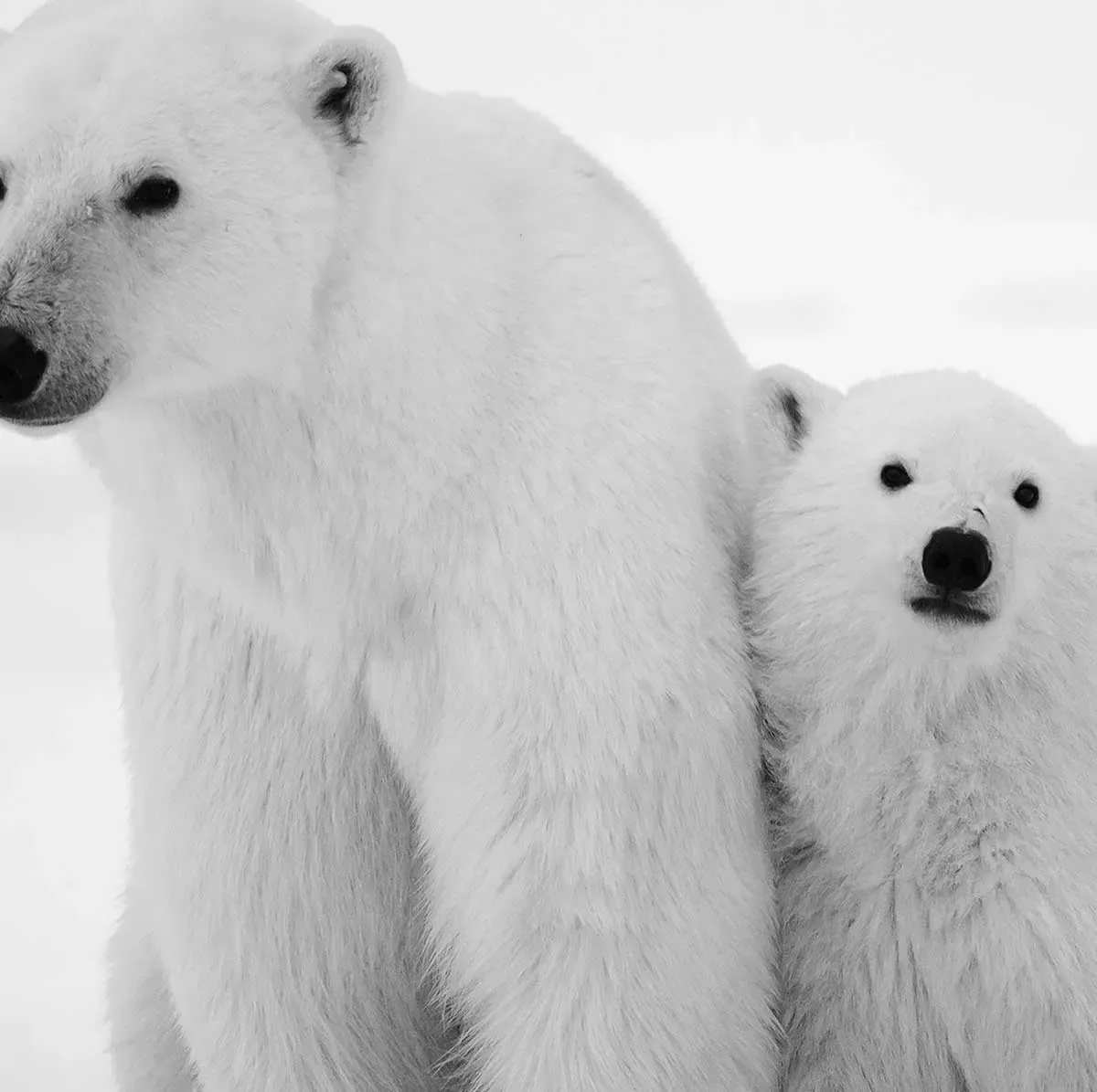 Illustration numéro 3 du produit Tableau animaux family polar bear toile imprimée 120x80 cm