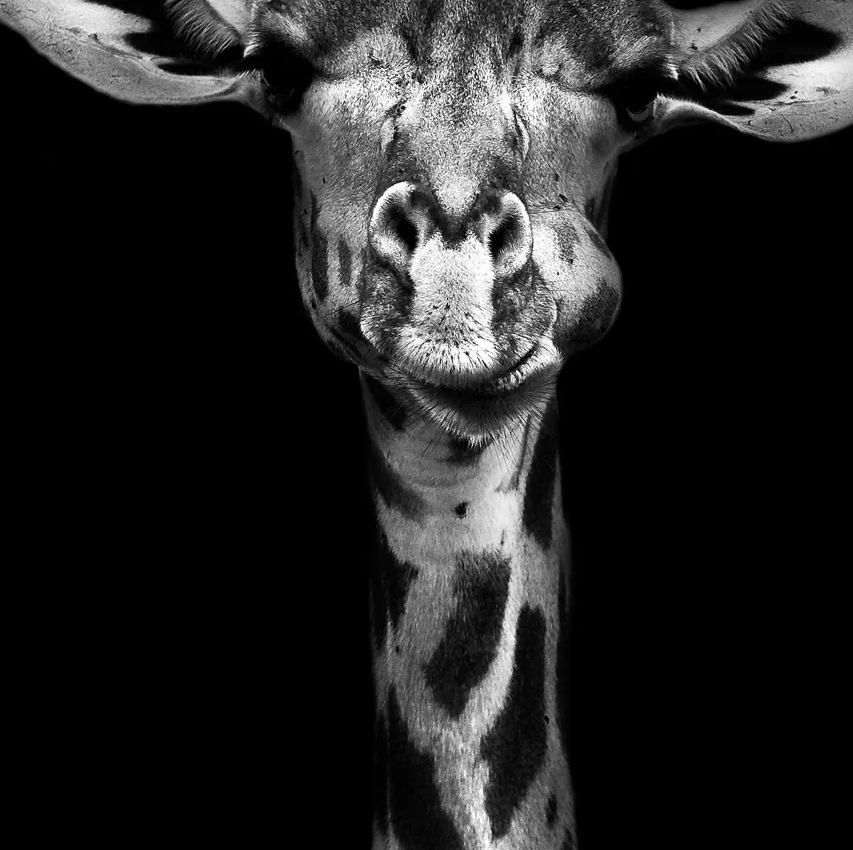 Illustration numéro 3 du produit Tableau girafe haute en portrait imprimé sur toile 80x120 cm