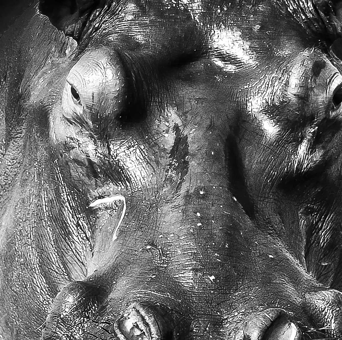 Illustration numéro 3 du produit Tableau animaux portrait hippo toile imprimée 120x80 cm