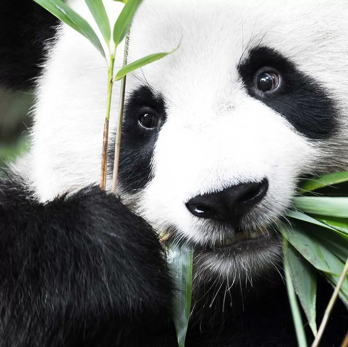 Illustration numéro 3 du produit Tableau regard de panda imprimé sur toile 80x120 cm