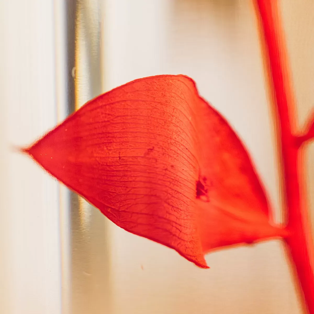 Illustration numéro 3 du produit Plante immergée Ruscus rouge H12