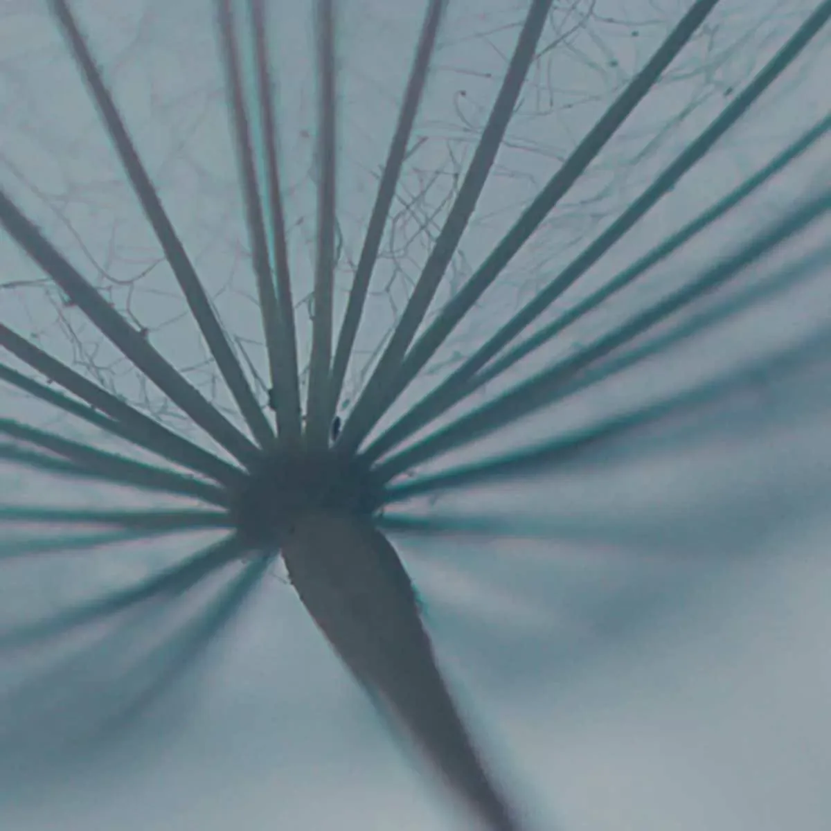 Illustration numéro 3 du produit Papier peint panoramique dandelion bleu 450x250cm