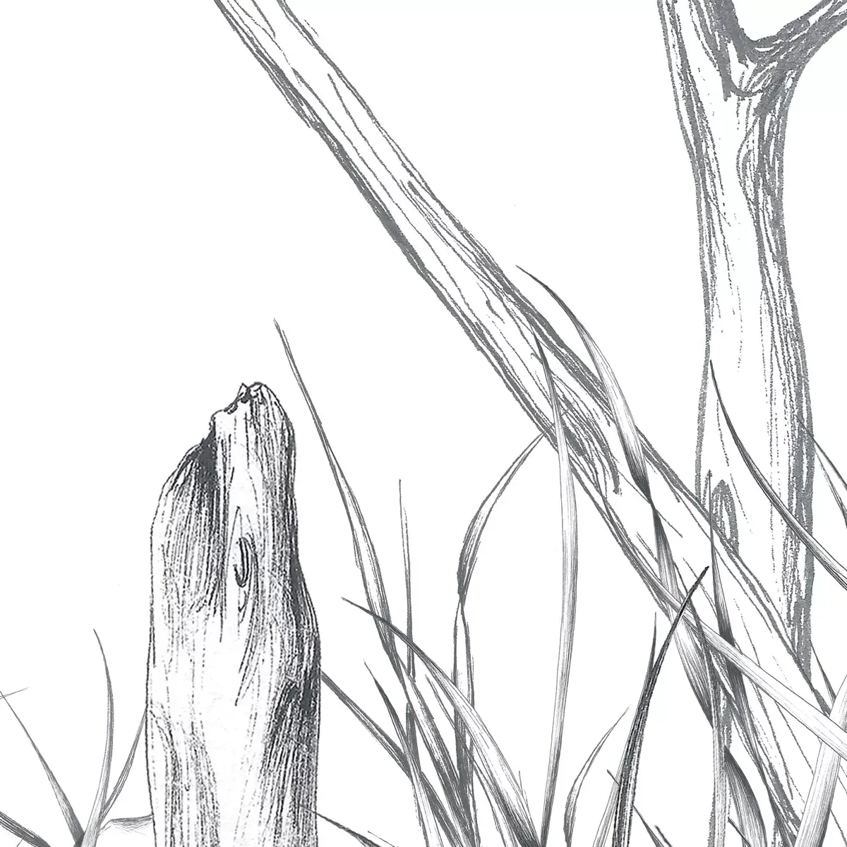 Illustration numéro 3 du produit Papier peint panoramique côtes sauvages noir et blanc 375x250cm