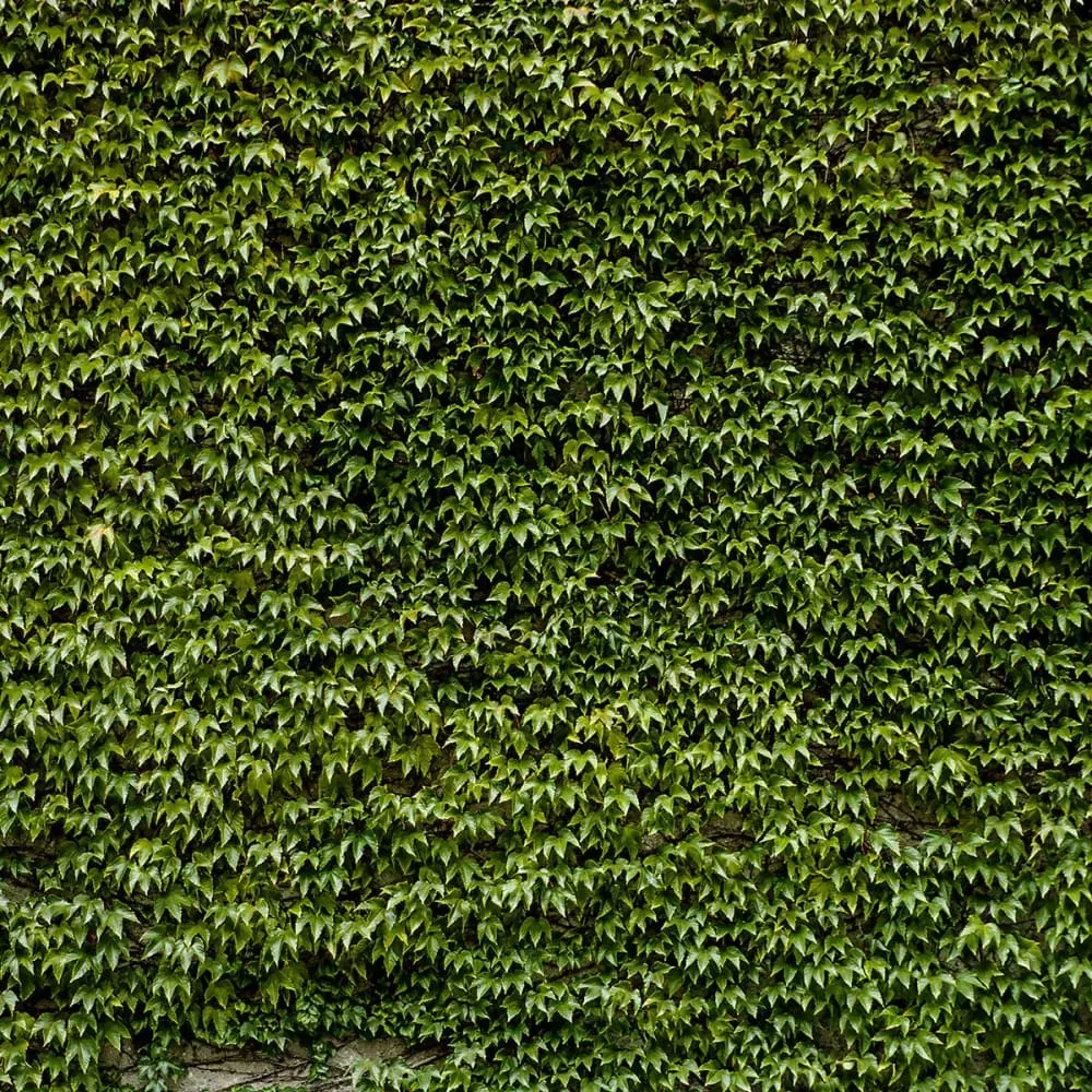 Illustration numéro 3 du produit Tableau nature mur de lierres toile imprimée 120x80 cm