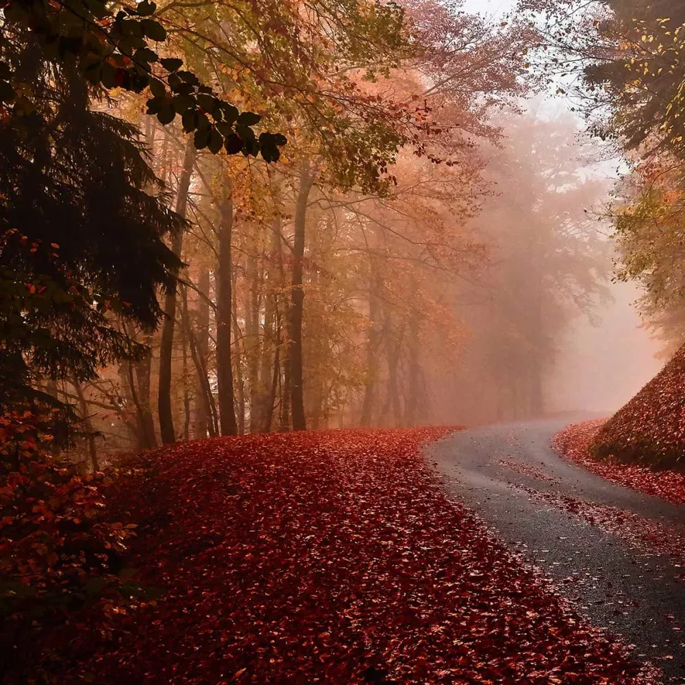 Illustration numéro 3 du produit Tableau nature explosion automnale imprimé sur toile 60x90 cm