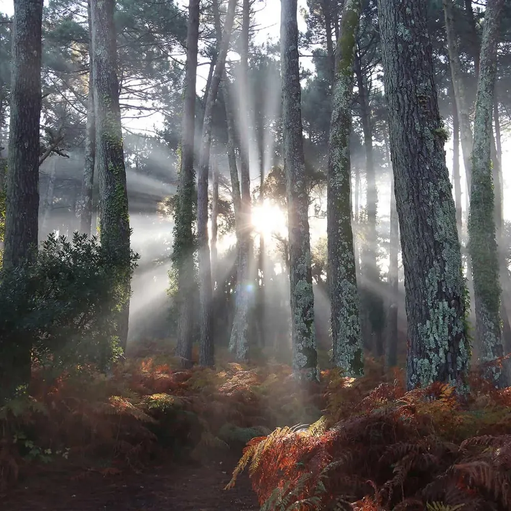 Illustration numéro 3 du produit Tableau brume landaise imprimé sur toile 90x60 cm