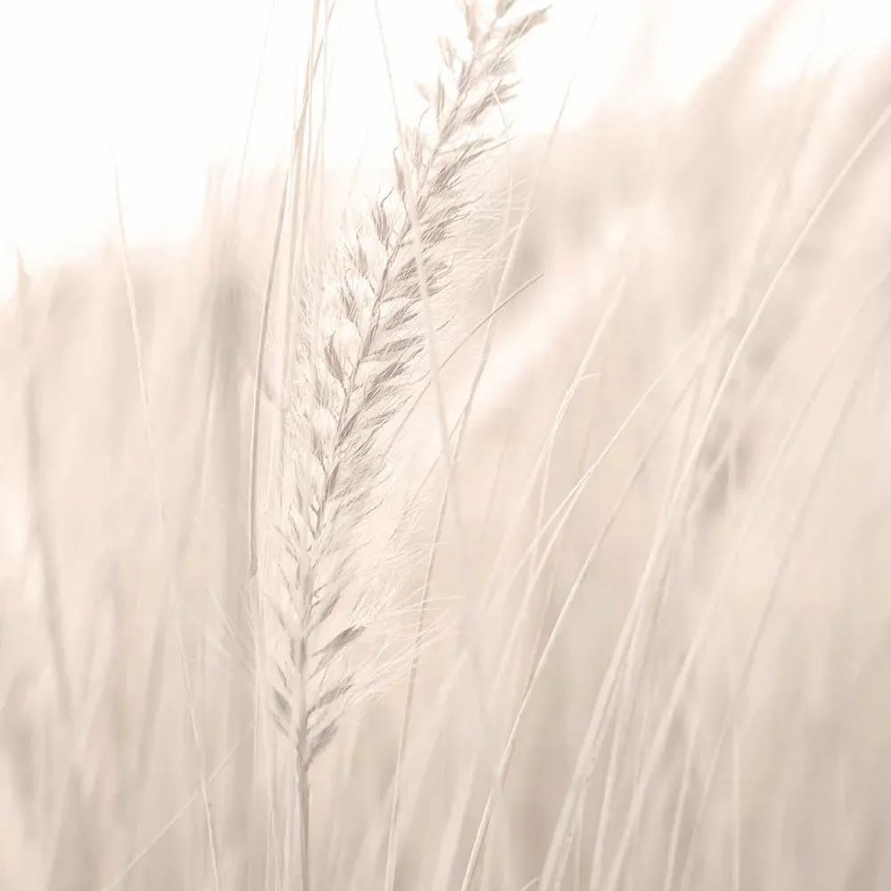Illustration numéro 3 du produit Tableau blé poudré imprimé sur toile 60x90 cm
